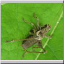 Pholidoptera griseoaptera - Strauchschrecke m04.jpg